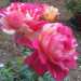 Una rosa caratterizzata dalla screziatura gialla su fondo rosso